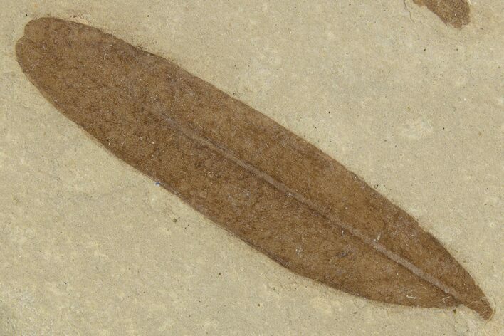 Fossil Leaf (Caesalpinia) - Green River Formation, Utah #334308